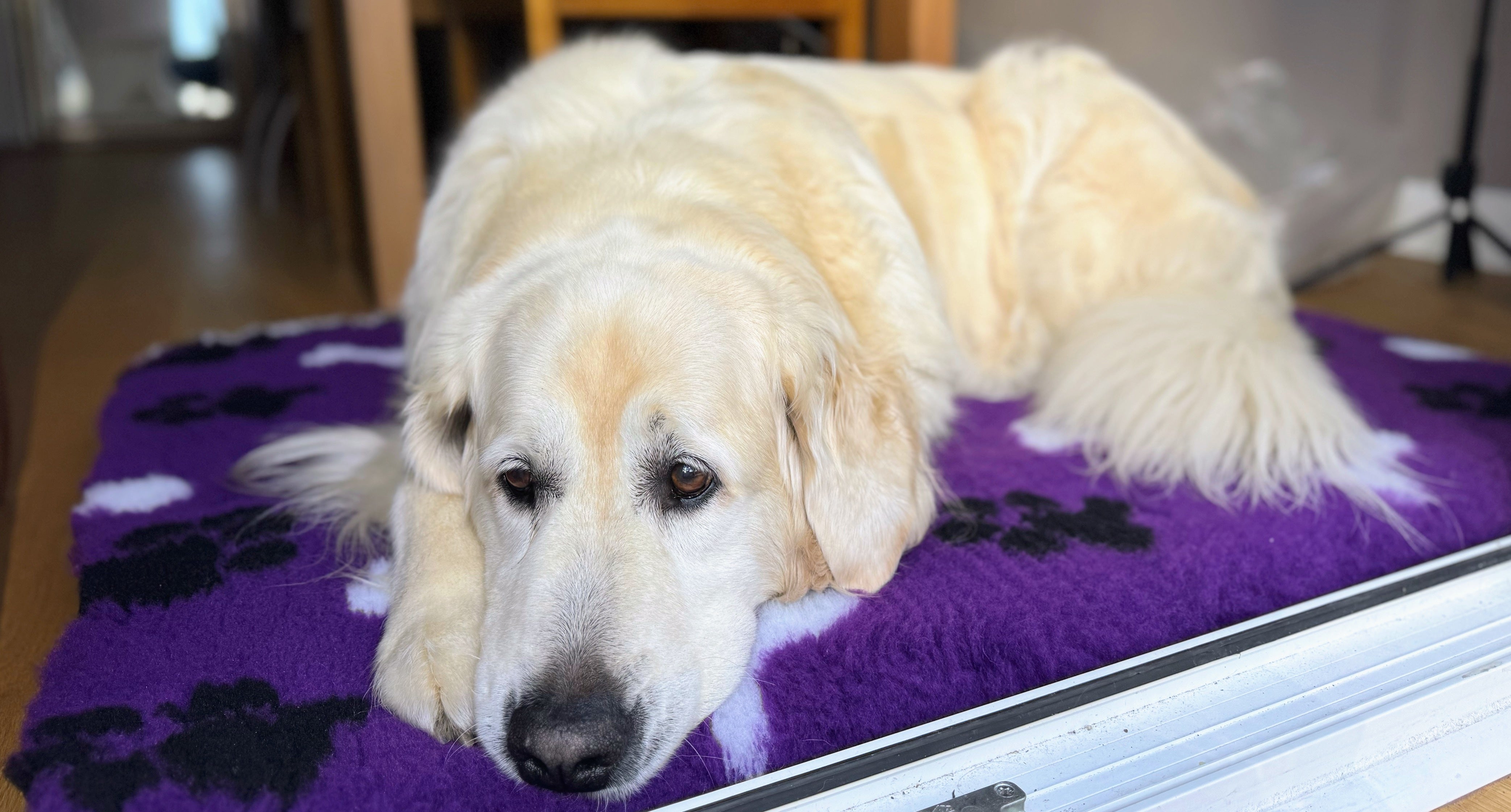 Vet Beds - Thick, Fleeced, Luxury Vet Bed in 10 Colours - Non-Slip - Available in 3 Sizes